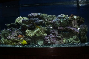 Reef Tank