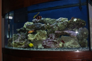 Reef Tank