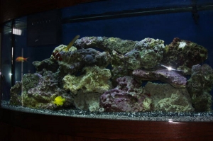 Reef Tank