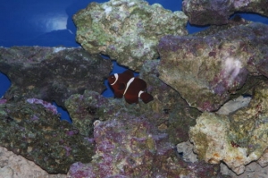 Maroon Clown Big Guy