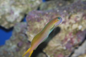 Blenny