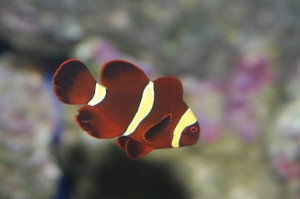 Maroon Clown Little Guy