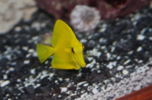 Yellow Tang