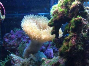 Hairy Toadstool