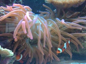 Clown Fish
