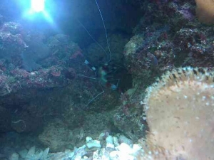 Boxing Shrimp