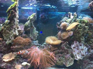 tank1