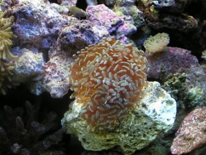My new branching hammer