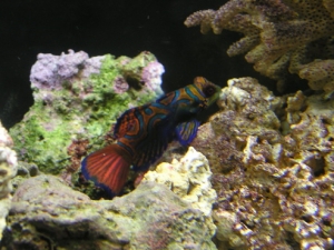 my mandarin RIP..A power head got him