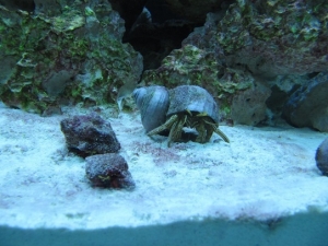 3 Crabbies lining up