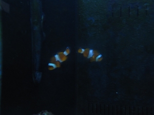 Thought it was a cool pic of the clowns