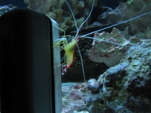 trying to get a picture of cousteau the shrimp, but instead it focused on the rocks