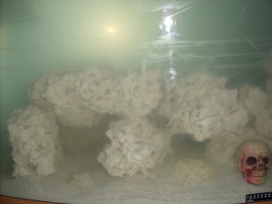 Fish Tank 7 4 10 007