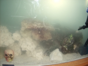 Fish Tank 7 4 10 008