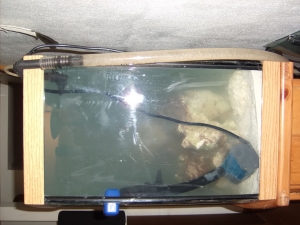Fish Tank 7 4 10 011