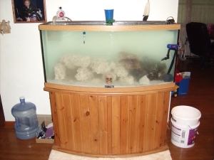 Fish Tank 7 4 10 012