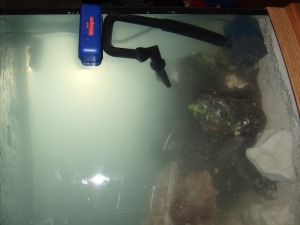 Fish Tank 7 4 10 014