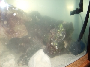 Fish Tank 7 4 10 015