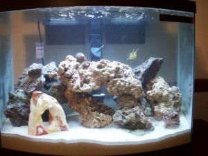A few weeks old. The Kake Tank.