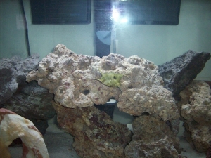 His name is Fred.