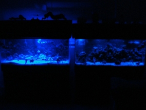 lunar leds