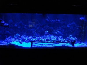 Led Cree Build 065