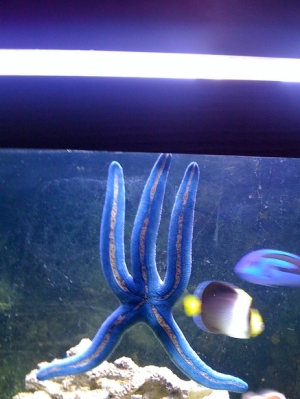 Stick them up fiji blue?