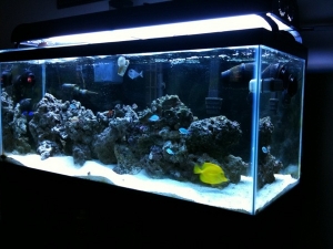tank2