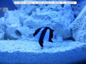 nano1 001