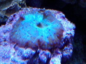 Shroom