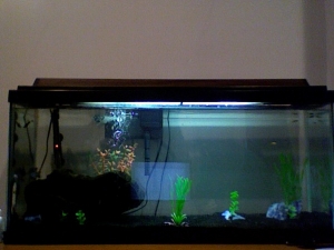 Just the tank, some blue mineral rock, a log, 1 green terror, and 2 medium ghost shrimp