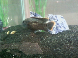 Timmy again