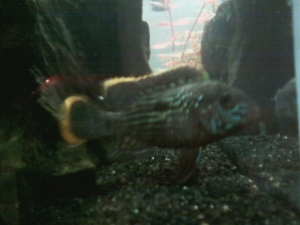 Timmy