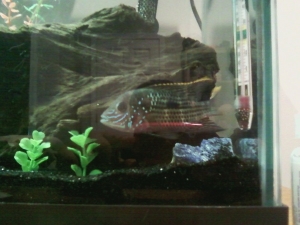 My GT, Conan the Destroyer...a bit camera shy but i finally got him