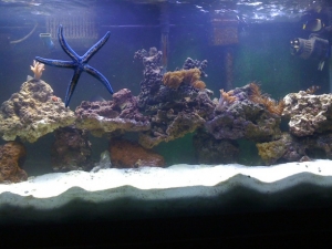 90 Gal Reef