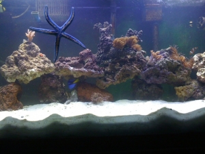 Reef