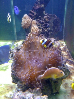 Clowns sharing