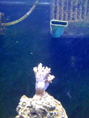 Leather Frag