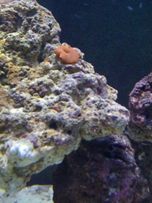 Mushroom