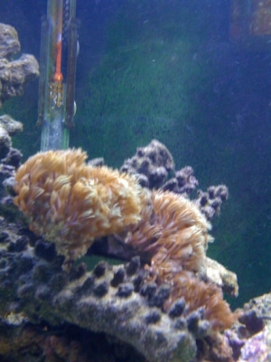 Soft coral