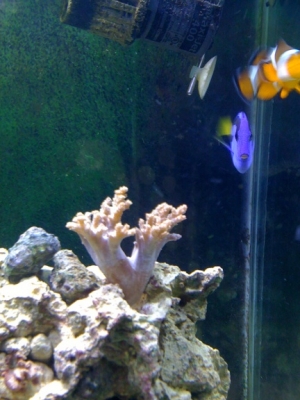 Leather Frag