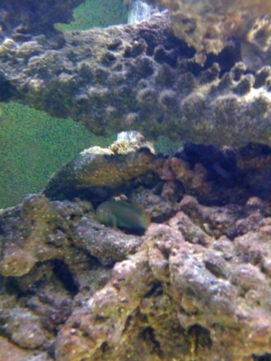 Green Clown Goby