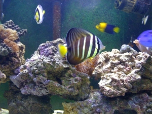 sailfin