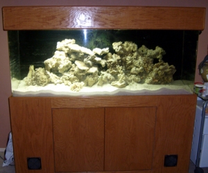 Raimonds Tank 2008