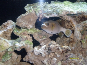 Chomper's hideout