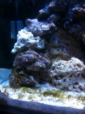 2 weeks old...left side