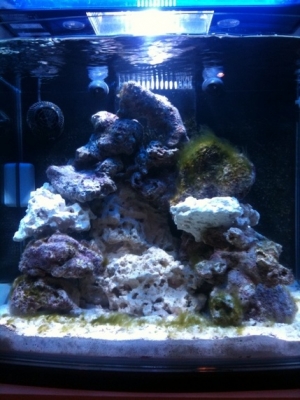 2 weeks old