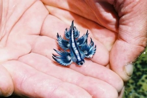sea slug1[1]