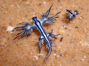 sea slug4[1]