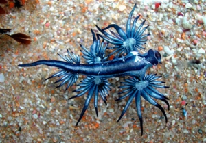 sea slug6[1]